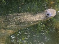 croc pic 01.jpg