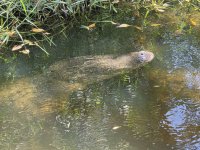 croc pic 02.jpg