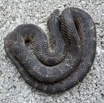 IMG_3919.jpeg