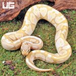 ug_Super_Pastel_Banana_Ball_Python_4.jpg