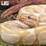 ug_Super_Pastel_Banana_Ball_Python_2.jpg