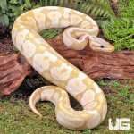 ug_Super_Pastel_Banana_Ball_Python_1.jpg