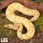 ug_Female Yearling Banana Pastel Yellowbelly Het Pied Ball Python_#2_4.jpg