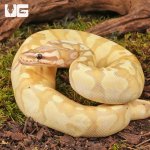 ug_Female Yearling Banana Pastel Yellowbelly Het Pied Ball Python_#2_2.jpg