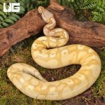 ug_Female Yearling Banana Pastel Yellowbelly Het Pied Ball Python_#2_1.jpg
