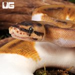 ug_Female Hidden Gene Woma Pied Poss Enchi Yellowbelly Ball_Python_#3_4.jpg