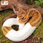 ug_Female Hidden Gene Woma Pied Poss Enchi Yellowbelly Ball_Python_#3_3.jpg