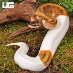 ug_Female Hidden Gene Woma Pied Poss Enchi Yellowbelly Ball_Python_#3_2.jpg