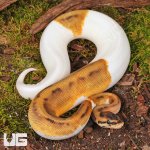 ug_Female Hidden Gene Woma Pied Poss Enchi Yellowbelly Ball_Python_#3_1.jpg