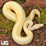 ug_Yearling Pastel Candino Ball Python_#7_3.jpg
