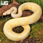 ug_Yearling Pastel Candino Ball Python_#7_4.jpg