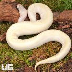 ug_Yearling_Pastel Blue Eyed Leucistic Ball_Python_#9_4.jpg