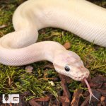 ug_Yearling_Pastel Blue Eyed Leucistic Ball_Python_#9_3.jpg