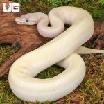 ug_Yearling_Pastel Blue Eyed Leucistic Ball_Python_#9_1.jpg