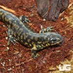 ug_Tiger_Salamander_4.jpg
