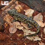 ug_Tiger_Salamander_3.jpg