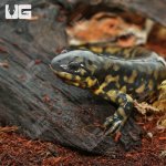 ug_Tiger_Salamander_1.jpg