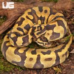 ug_Female Yearling Static Enchi Yellowbelly Ball Python_#11_4.jpg
