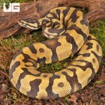 ug_Female Yearling Static Enchi Yellowbelly Ball Python_#11_3.jpg