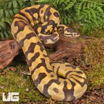ug_Female Yearling Static Enchi Yellowbelly Ball Python_#11_2.jpg