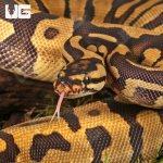 ug_Female Yearling Static Enchi Yellowbelly Ball Python_#11_1.jpg