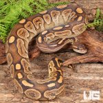 ug_Yearling_Super_Razor Ball_Python_#12_3.jpg