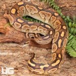 ug_Yearling_Super_Razor Ball_Python_#12_2.jpg