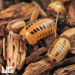ug_Dwarf_Striped_Corn_Pill_Millipede_4.jpg