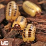 ug_Dwarf_Striped_Corn_Pill_Millipede_3.jpg