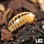 ug_Dwarf_Striped_Corn_Pill_Millipede_2.jpg
