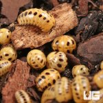 ug_Dwarf_Striped_Corn_Pill_Millipede_1.jpg