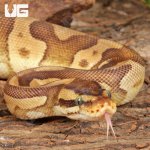 ug_Yearling_Female_Enchi_Mojave_Static_Ball_Python_2.jpg