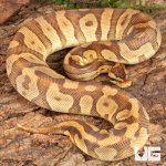 ug_Yearling_Female_Enchi_Mojave_Static_Ball_Python_1.jpg
