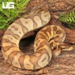 ug_Yearling_Female_Enchi_Mojave_Static_Ball_Python_3.jpg