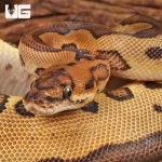 ug_Yearling_Leopard_Clown_Red_Stripe_Ball_Python_#18_2.jpg