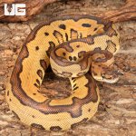 ug_Yearling_Leopard_Clown_Red_Stripe_Ball_Python_#18_1.jpg