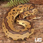 ug_Yearling_Leopard_Clown_Red_Stripe_Ball_Python_#18_3.jpg
