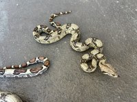 IMG_1743.jpeg