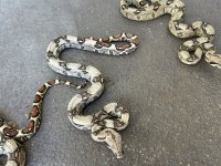 IMG_1742.jpeg