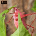 ug_Erythristic_Katydid_4.jpg