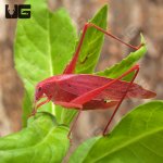 ug_Erythristic_Katydid_1.jpg
