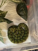 IMG_1597.jpeg