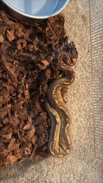 IMG_1635.jpeg