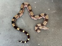 IMG_1874.jpeg