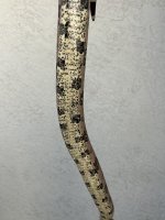 IMG_1878.jpeg