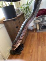 IMG_2979.jpeg