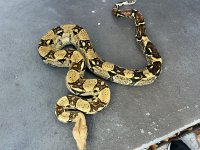 IMG_1902.jpeg