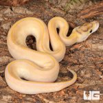 ug_Baby_Female_Pastel_Highway_Ball_Python_3.jpg