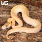 ug_Baby_Female_Pastel_Highway_Ball_Python_2.jpg