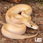 ug_Baby_Female_Pastel_Highway_Ball_Python_1.jpg